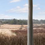 Blick aus dem Fenster auf trockenes Gras und Bäume im Hintergrund.