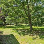 Hinterhof mit Grünfläche und Bäumen. Links Haus mit Fenster.