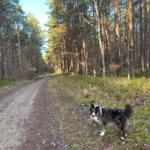 Hundeespaziergang durch die Baaber Heide