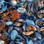 Muscheln und Seetang liegen am Strand.