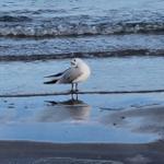 Eine Möwe steht am Strand, während Wellen ins Wasser laufen.