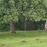 Der Wildpark - 30 Minuten fußläufig erreichbar - Füttern erlaubt