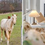 Ein Pferd steht vor einem Zaun, im Hintergrund grasen weitere Pferde. Ein Wohnbereich mit Stuhl, Tisch und Kamin.