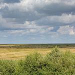 Weitläufiges Feld unter bewölktem Himmel mit grünen Sträuchern im Vordergrund.