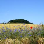 Gelbes Feld mit blauen Blumen und roter Mohnblume. Im Hintergrund grüner Hügel unter blauem Himmel.
