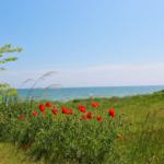 Rotes Mohnblumenfeld am Strand mit Blick auf das Meer unter blauem Himmel.