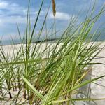 Hochgras am Strand mit Blick auf das Meer und einen Holzsteg.