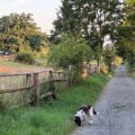 Hunderunde vom Ferienhaus aus