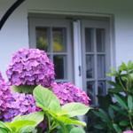 Vor dem Haus blühen lila Hortensien vor einer weißen Tür.