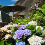 Terrasse mit Sonnenschirm und Blumenbeet mit Hortensien