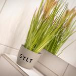 A plant in a pot labeled Sylt sits on a surface.