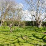 Garten mit Bäumen, Gras und Liegestuhl. Hintergrund: Hecke und Häuser.