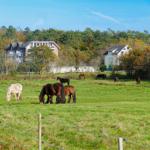 Landschaft