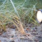 Eine Laterne leuchtet im hohen Gras auf dem Strand.