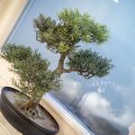 Bonsai tree in black pot on windowsill with view of cloudy sky.