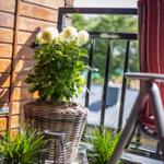 Balcony with chair, plant, and wooden wall