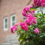 Pink roses bloom in front of a brick house with windows.