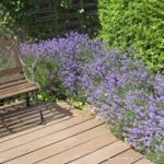 Zarte Lavendelblüten verleihen dem Garten einen Hauch von Sommer.