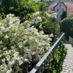 Treppen entlang des blühenden Gartens.