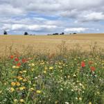 Landschaft...