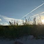 Sonnenuntergang hinter hohem Gras mit Flugzeugspuren am Himmel