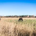 Landschaft