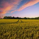 Weizenfeld unter farbenfrohem Himmel mit Wald im Hintergrund