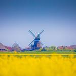 Windmühle und Häuser im Hintergrund, gelbe Blumenfelder im Vordergrund.