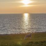 Ein Schaf steht auf einer Wiese am Strand bei Sonnenuntergang.