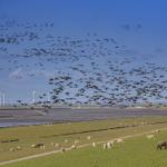 Schafherde grasen auf grünen Wiesen, während Vögel über Windkraftanlagen fliegen.