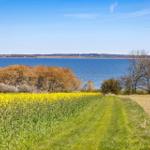 Path through yellow flower field to lake with trees and blue sky.