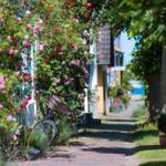 Gartenweg mit Rosen, Fahrrad und Bäumen. Steingasse zur Straße.