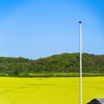 From the terrace, you see a yellow rapeseed field and a forest under a blue sky.