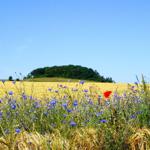 Landschaft