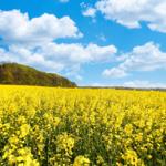 Landschaft