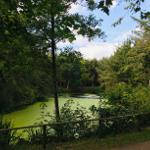 Teich Südwäldchen