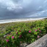 Meer mit Wellen, grüne Dünen und rosa Rosenblüten an einem Holzweg.