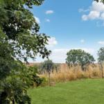 Green field with trees and blue sky with white clouds.