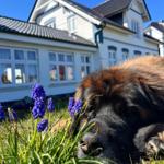 Hunde willkommen, bitte bei Buchung angeben.
