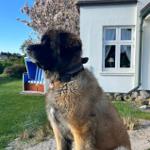 Hunde willkommen, bitte bei Buchung angeben.