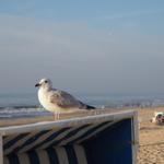 Möwe am Strand