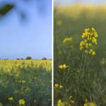 Canola field under blue sky with yellow flowers in the foreground.