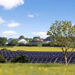 Solar panels in fields with view of houses and tree.