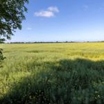 Wide field with yellow flowers under blue sky. Left green tree crowns.