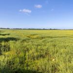 Wide field with yellow flowers under blue sky.