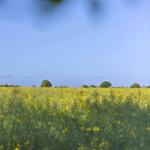 A field with yellow flowers under a blue sky, with some trees visible in the background.