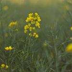 Yellow flowers in a field under a blue sky.