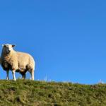 Eine Schaf steht auf einer grünen Wiese unter einem blauen Himmel.
