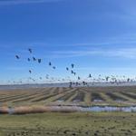 Vögel fliegen über Felder und einen Fluss unter blauem Himmel.