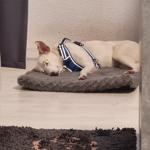 Ein weißer Hund liegt auf einem grauen Kissen und trägt einen blauen Halsband.